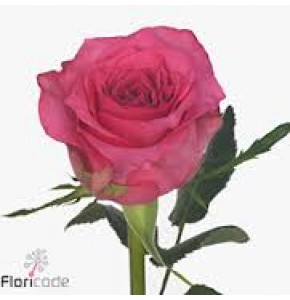 ΤΡΙΑΝΤΑΦΥΛΛΑ ΡΟΖ 60εκ. ROSEN PINK SUDOKU 60cm